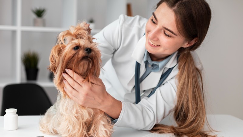 animal-assisted-therapy-in-pa