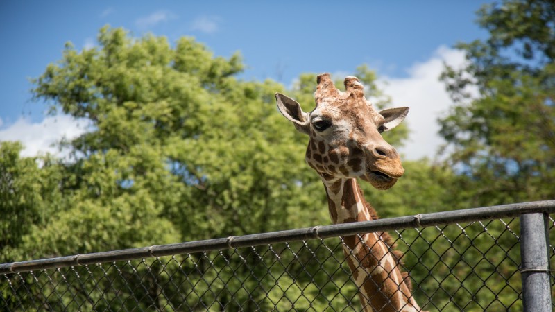 Complete List of Pennsylvania's Best Zoos